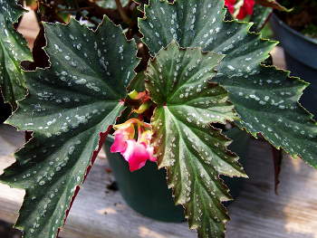 B. ‘Arlene Ingles’